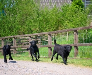 Hamish, Lucy & Archie